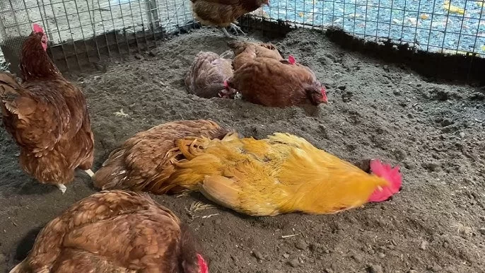 "Toyuq birinci yaranıb, yoxsa yumurta?" - Sirr açıldı