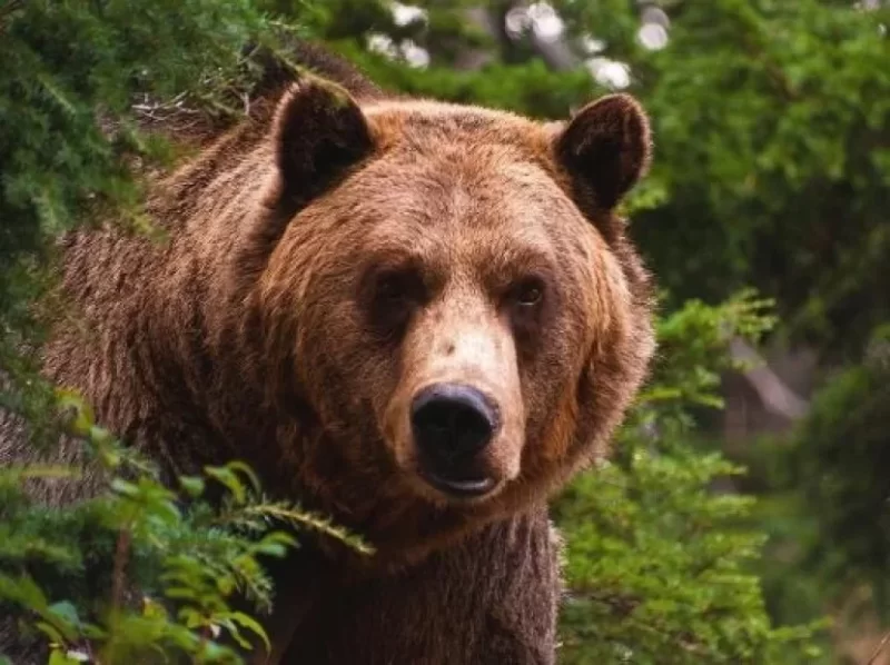 Laçında bir nəfərə ayı hücum etdi, hərbçilər köməyə gəldi