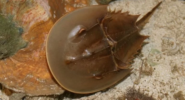 Dünyanın ən qiymətli qanı: Bir litri 15 min dollardır