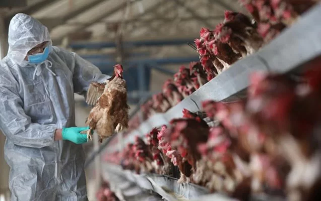 Quş qripi ilə bağlı əhaliyə - Xəbərdarlıq