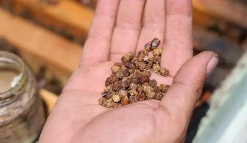 Keçmişdə zibilə atılırdı, indi kilosu 300 manata satılır