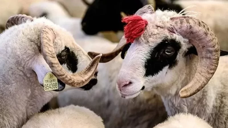 Bu ölkədə qurban kəsmək qadağan olundu: Çünki...