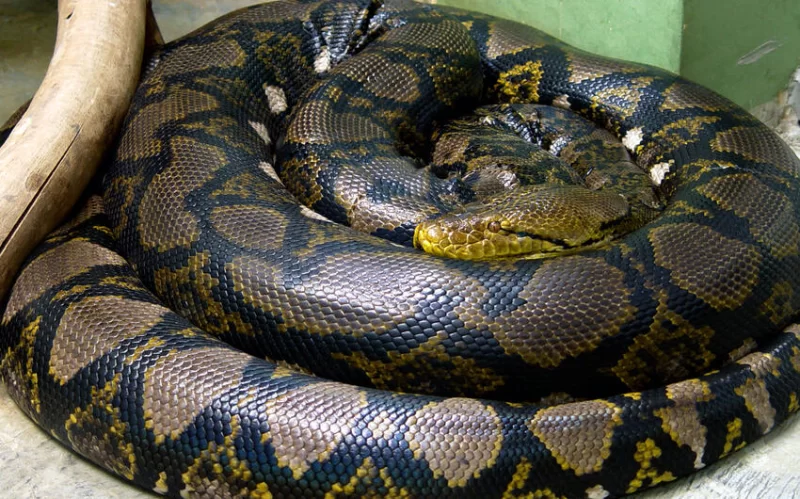 Küçənin ortasında 3,6 metr uzunluğunda ilan tutuldu