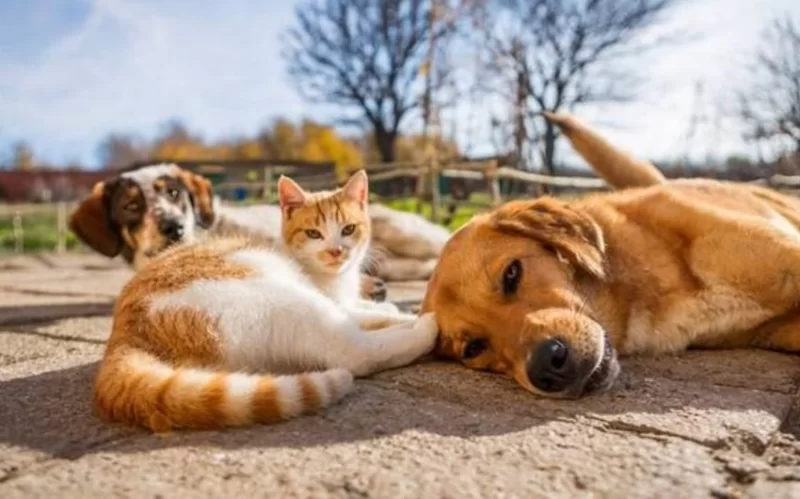 Zorakılığa son: heyvanları qoruma zamanıdır