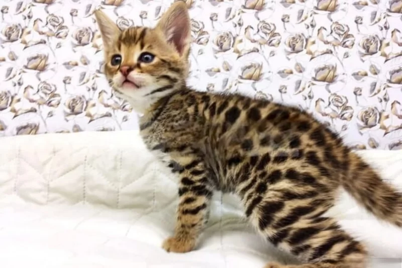 Bakıda fantastik qiymətə pişik satılır