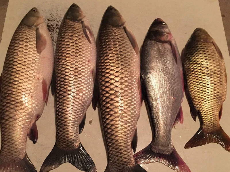 Hansı balıqlarda sümük daha azdır? - Tanınmış növlər