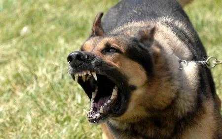 Çernobılda qəribə itlər peyda olub - Foto