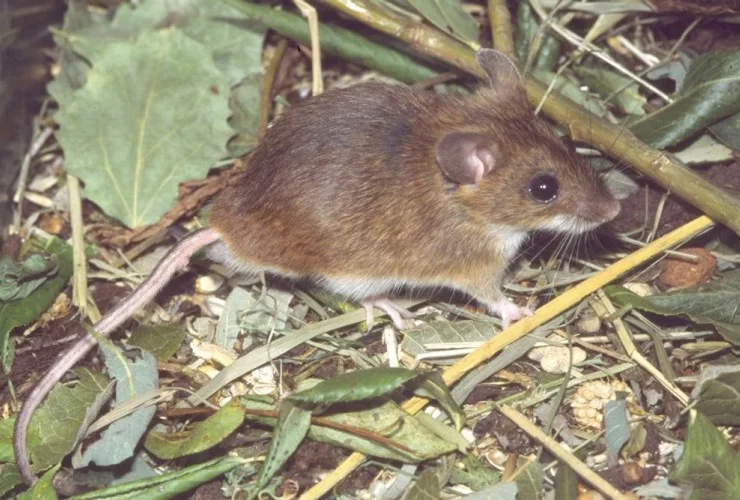 Evdən siçanları qovmağın 15 yolu